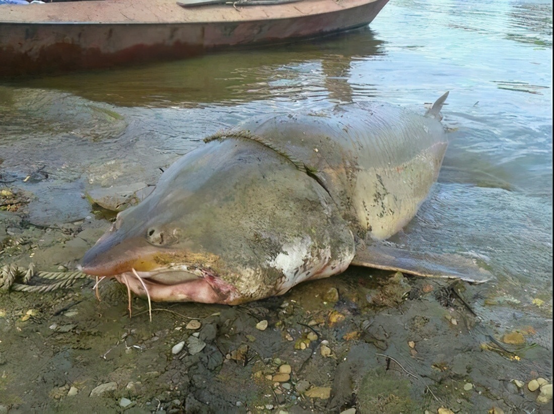 5米重2000斤达氏鳇后续,渔民意外捕获300斤达氏鳇