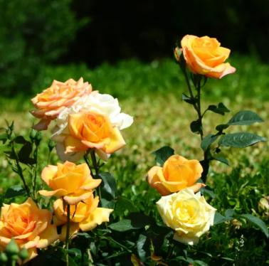 【FENG爆】5·19中国旅游日——*情纵**丰台，感受无限美景！