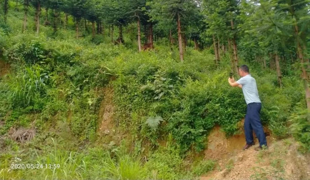 张家界的莓茶酥,张家界的莓茶是什么植物