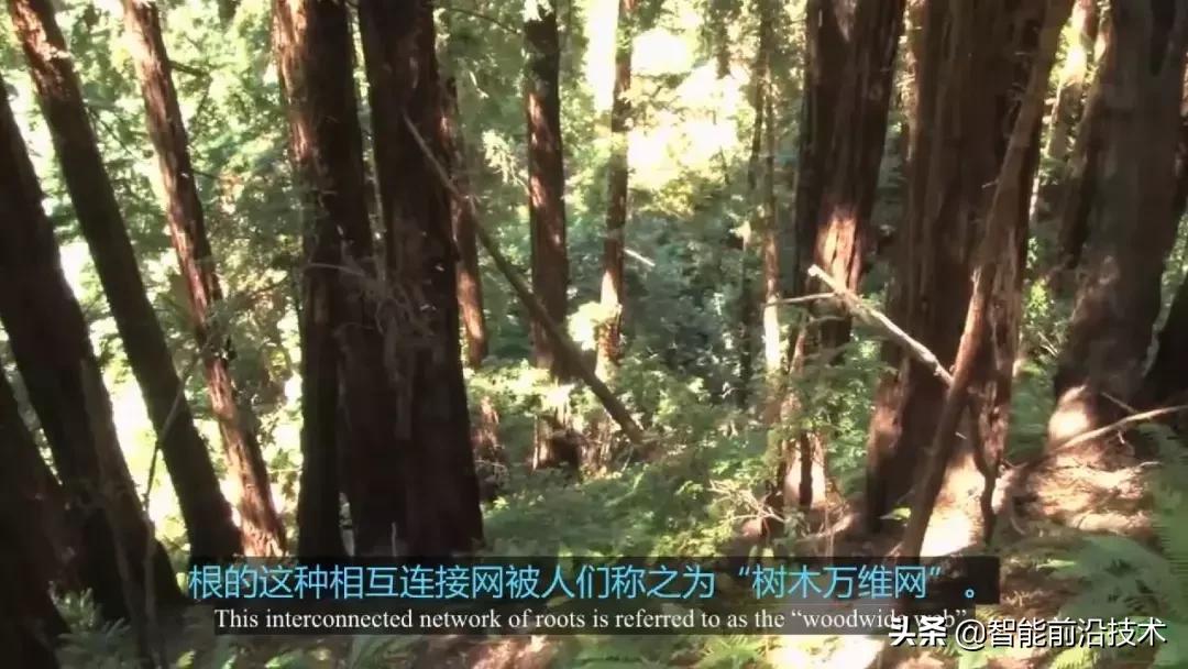 神奇“树联网”,地球本身是一个巨大的超生物体