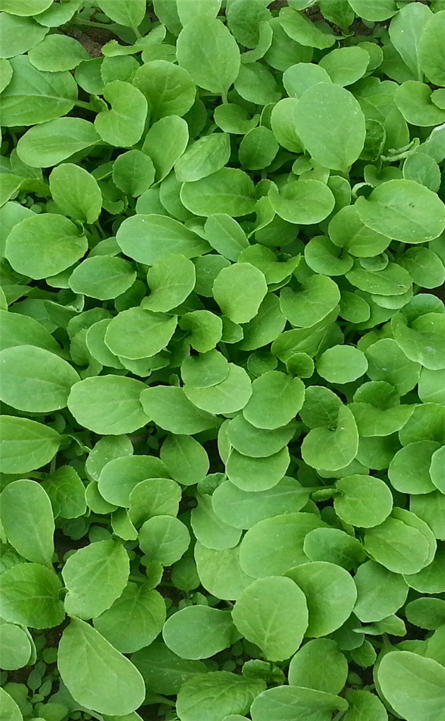 缓解眼睛疲劳壁纸颜色,缓解眼睛疲劳的壁纸高清