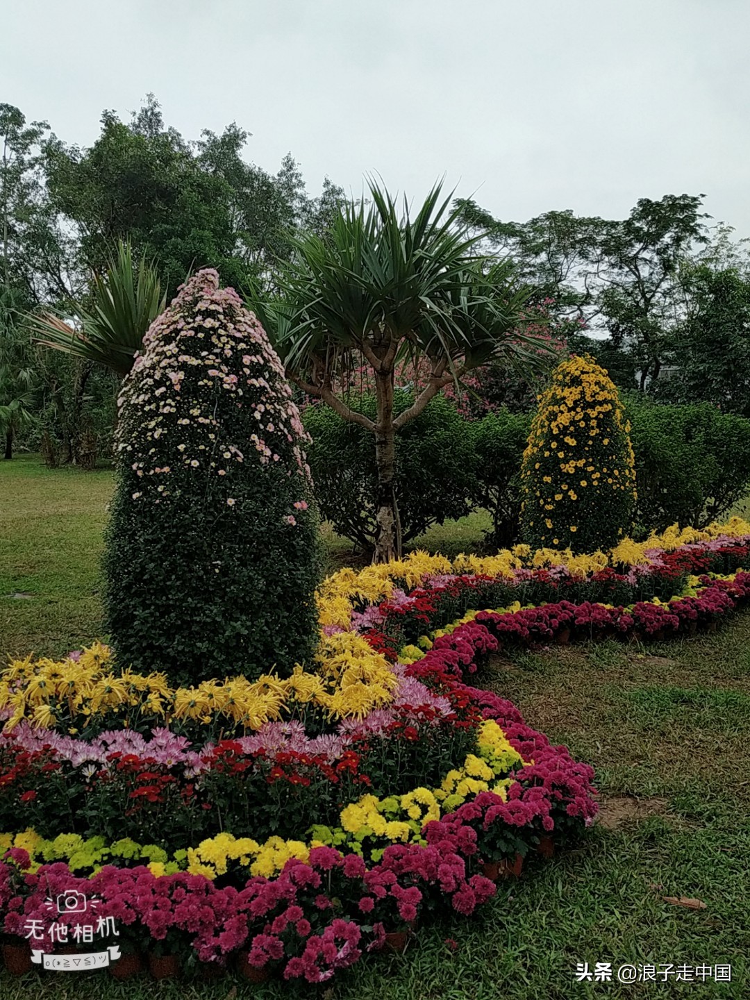 深圳的东湖公园的菊花展漂亮极了,深圳东湖公园赏菊花展