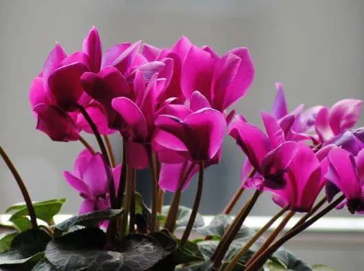 刚装修的新房放什么植物去甲醛,装修房子吸甲醛最好的是什么植物