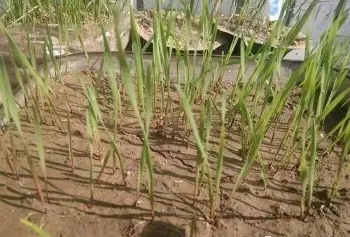 节节麦雀麦野燕麦除草剂,节节麦和雀麦如何一起防治