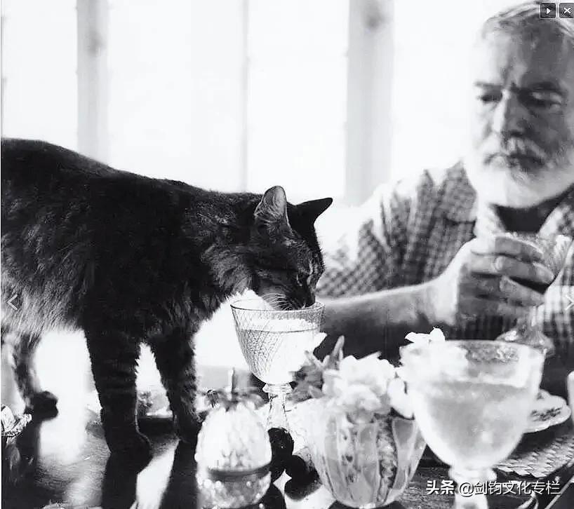 周末散文五人行｜剑钧｜天边的海明威猫