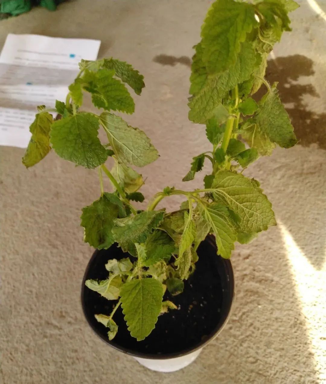 绿萝叶子被太阳晒伤了如何挽救,橡皮树夏天晒太阳叶子晒伤怎么办