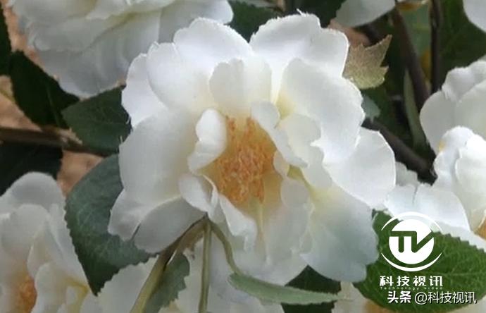 索尼ax60摄像机专注vlog视频创作,索尼hdr-ax60摄像机拍摄效果