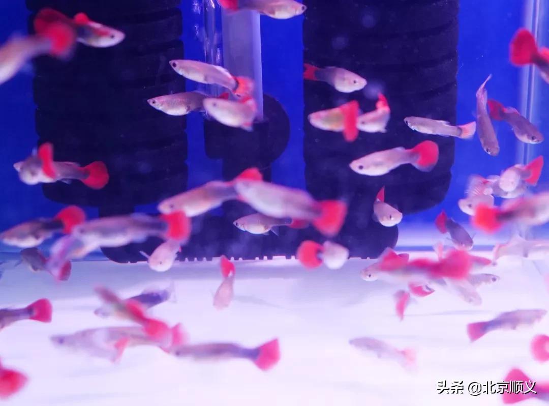 顺义区年货节日福利,顺义区年货节日福利值得购买吗