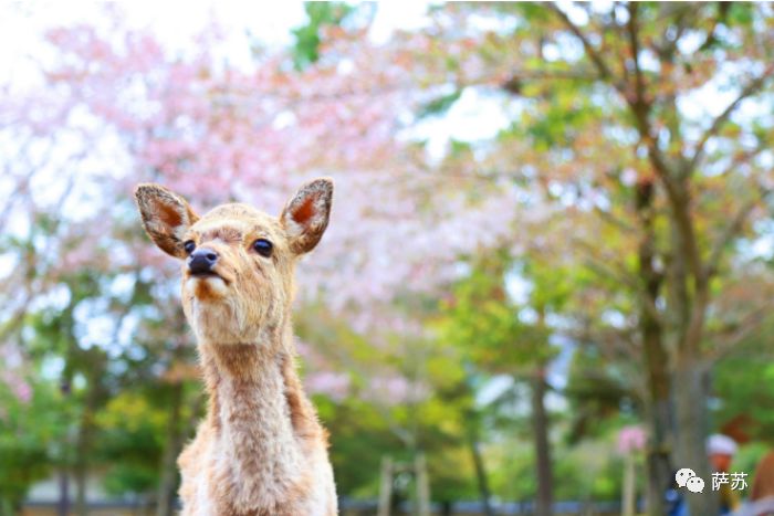 明治年间霍乱爆发导致日本狼的灭绝，但比霍乱更可怕的是这样东西