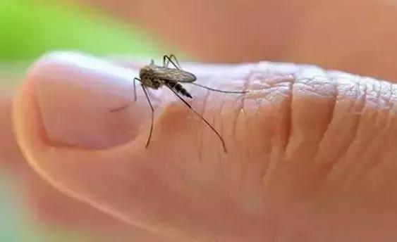 为什么蚊子只咬我不咬别人,为什么蚊子只咬小孩不咬大人