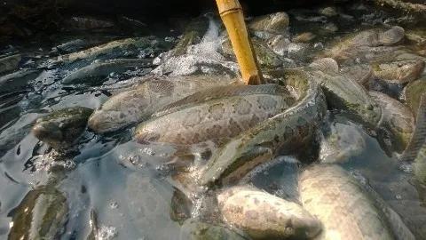 生鱼烂身病远不止你看到的这么简单