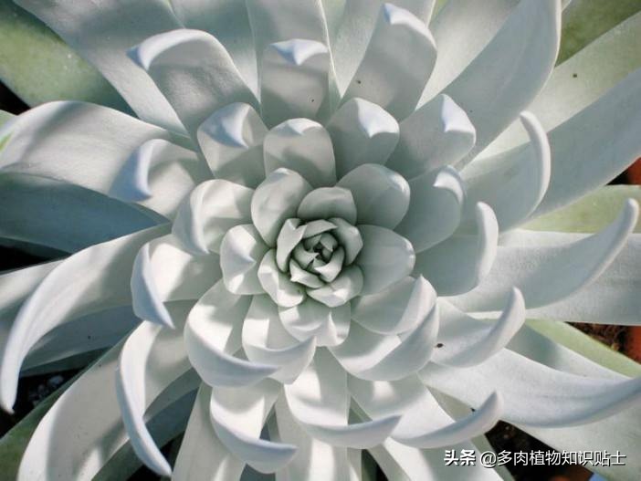 10种公认阳台露养的多肉,夏天阳台露养多肉