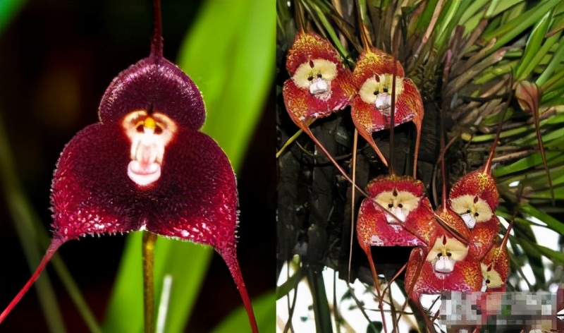 什么属相适合养什么植物,12生肖相对应的花卉是什么