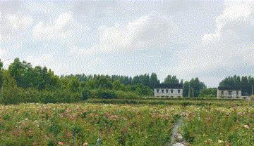 天狼月季申请品种保护吗,天狼育种在国际上是什么水平