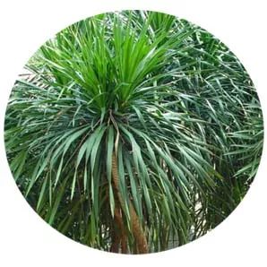 全部金木水火土五行五系植物介绍,五种植物代表五行