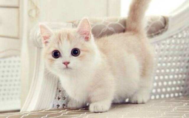 如果你想养一只猫,如果你想养一只小猫你会怎么样