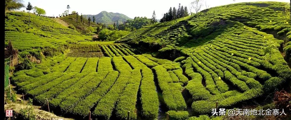 五百里茶谷,五百里茶谷图片