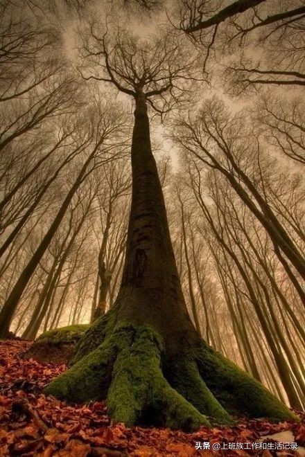 疯传的大树理论绝对经典,大树理论的书籍