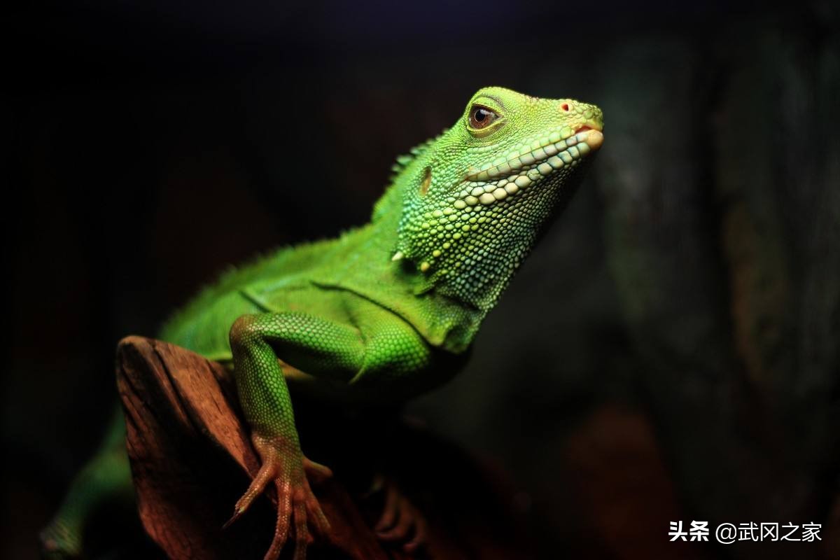 野生动物鬣蜥蜴,野生动物纪录片蜥蜴