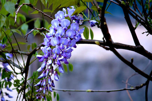喜欢养花，就养一株紫藤，花美藤也美，一片浪漫的粉紫色太美了