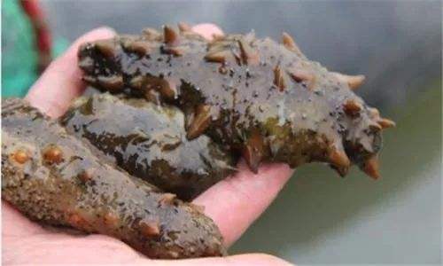 竟有此事？老人白菜价买海参，孩子偷偷去鉴定结果令人大吃一惊