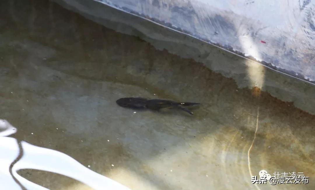 李华志：“猪师兄”变身“蛙司令”