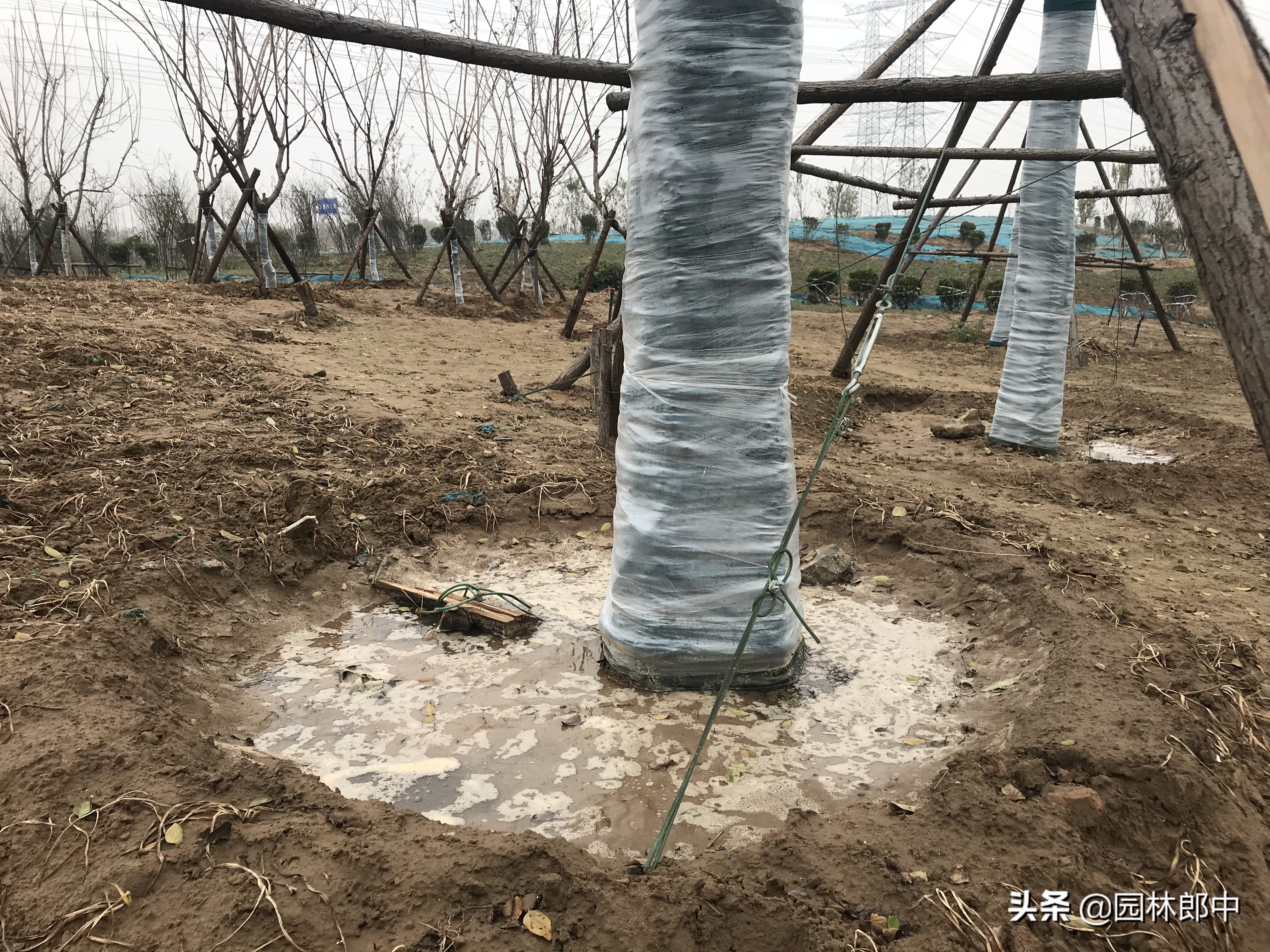 树木移植后叶子蔫了还会发芽吗,移植树木为何发芽又枯萎