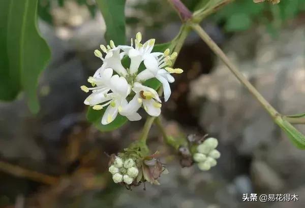 珍稀又漂亮的国家级保护植物,国家重点保护野生植物女神之花