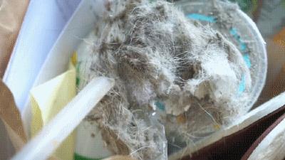 家狗身上痒有脱毛现象怎么办,狗到夏天脱毛特别严重