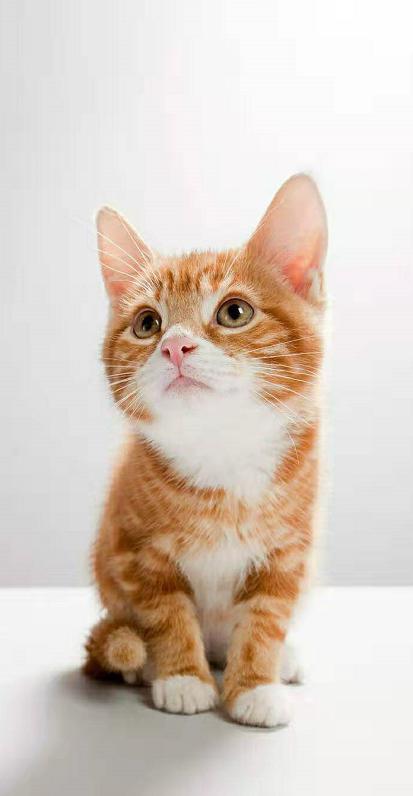 猫咪食物清单,猫咪双十一购物清单