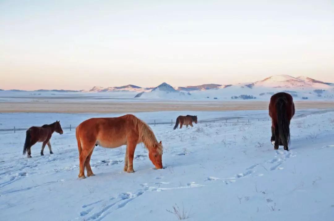 冬日的坝美有多美,冬日的坝上草原