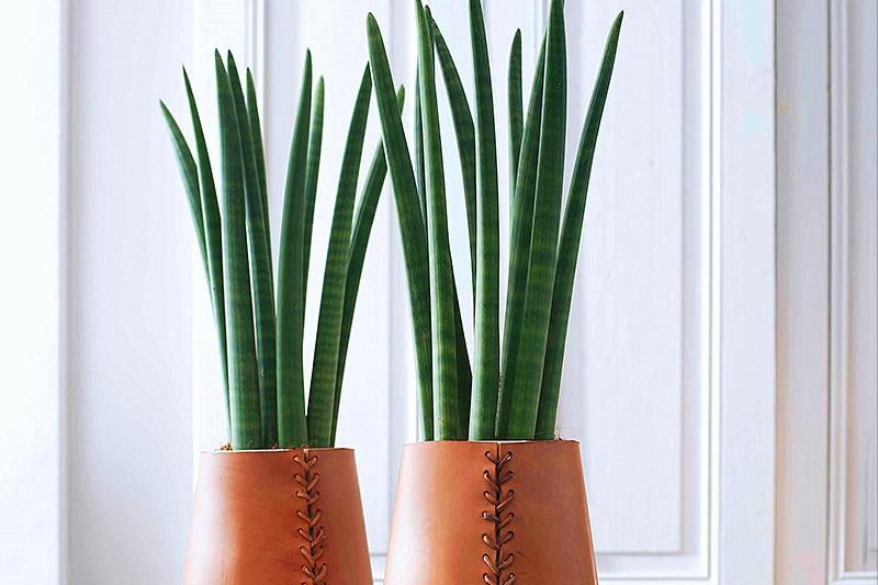 虎皮兰怎么养才长爆盆,虎皮兰怎么养得又宽又厚