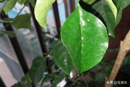 幸福树长虫子用什么药好得快,幸福树长虫子怎么修剪