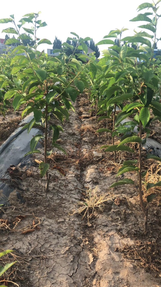 氮、磷、钾—对果树大樱桃的重要性,你用对了吗?