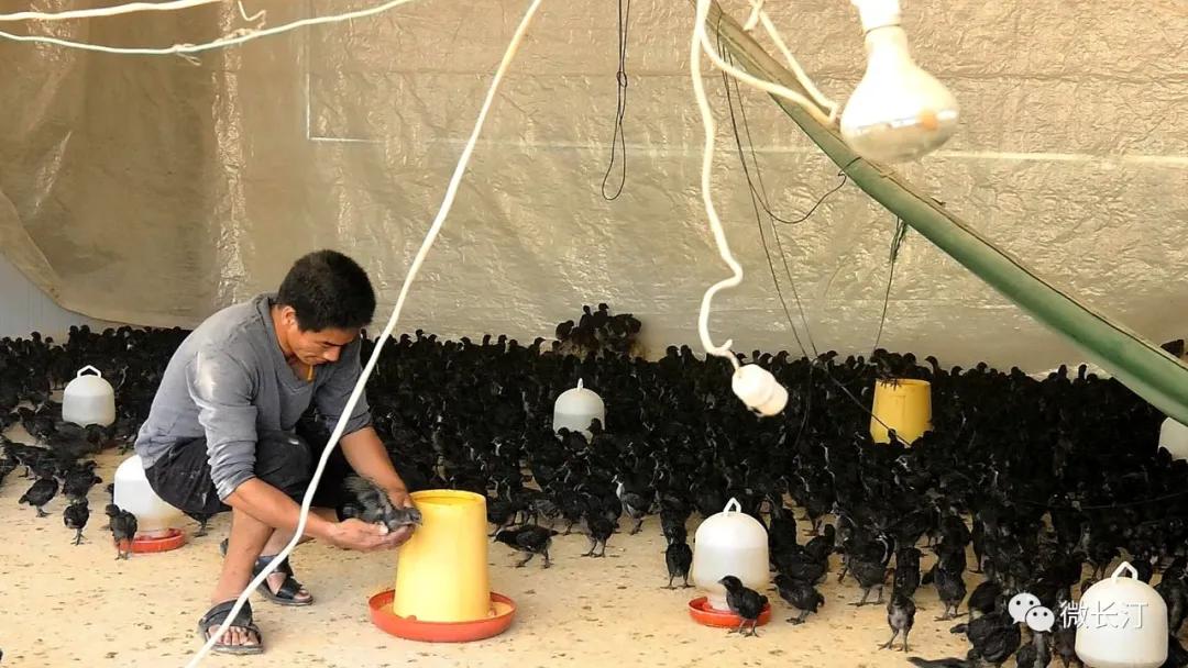 有特色接地气致富快长汀县涂坊镇激励性产业扶贫成效明显