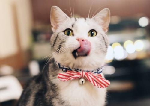 告诉你们养猫到底有什么好处,告诉你养猫的十个好处