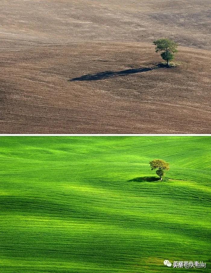 蓝鲸到底有多大,直观感受蓝鲸有多大