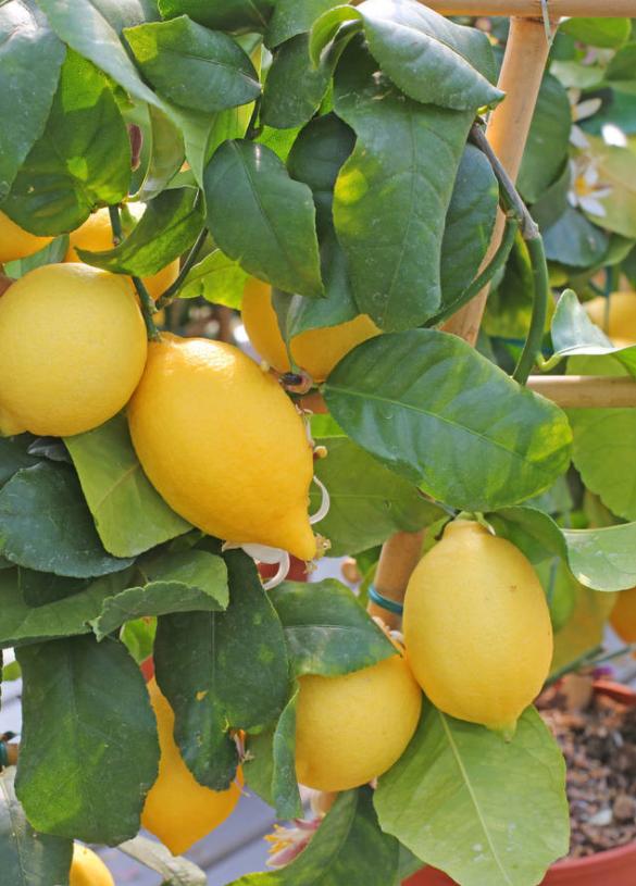 柠檬树种家里的好处,把柠檬树搬到阳光下