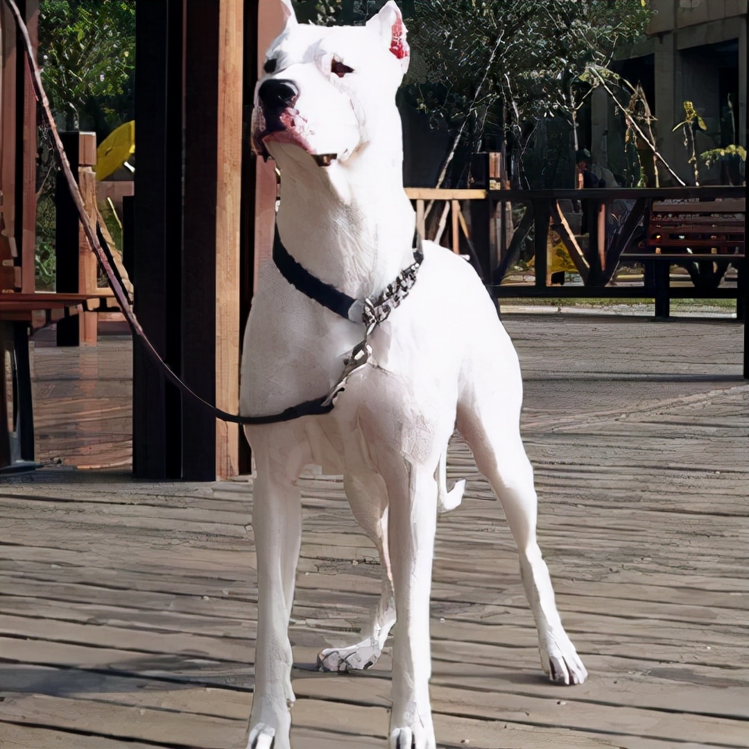 家庭不可以养什么狗,家庭不能养鹦鹉吗