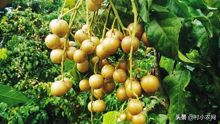 黄皮什么人不适合吃,黄皮的生长条件