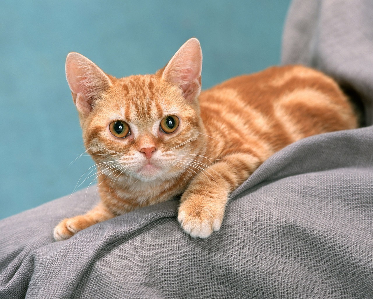 对猫咪过敏会长痘吗,猫咪过敏还能养猫吗