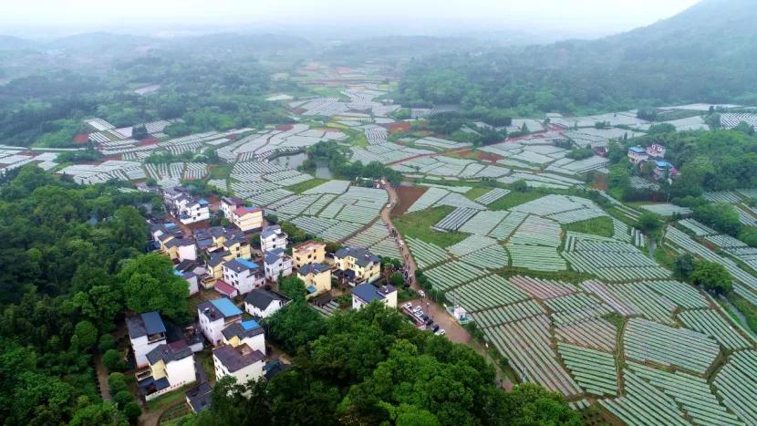 这幅现代版八桂“富春山居图”，有农信妙笔