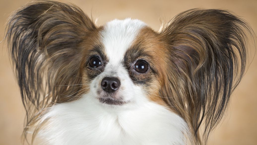 蝴蝶犬可以和猫一起养吗,蝴蝶犬适合小孩养吗