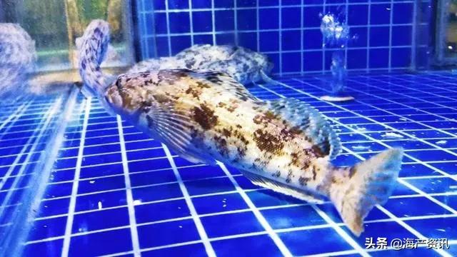 5月8日起全面禁售下架！皮皮虾、梭子蟹冰鲜、活体海鲜都不能吃