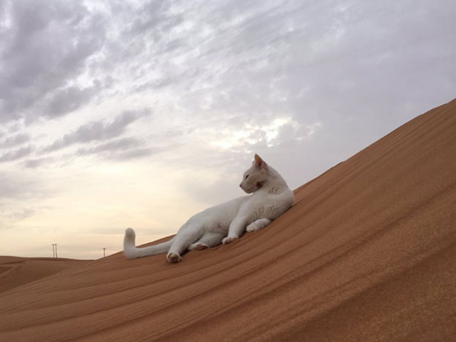 橘猫被铲屎官收养后秒变睡神,流浪橘猫被铲屎官收养后秒变睡神