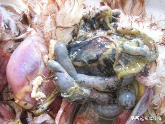 你家的鸡子在无意间感染霉菌,你知道吗