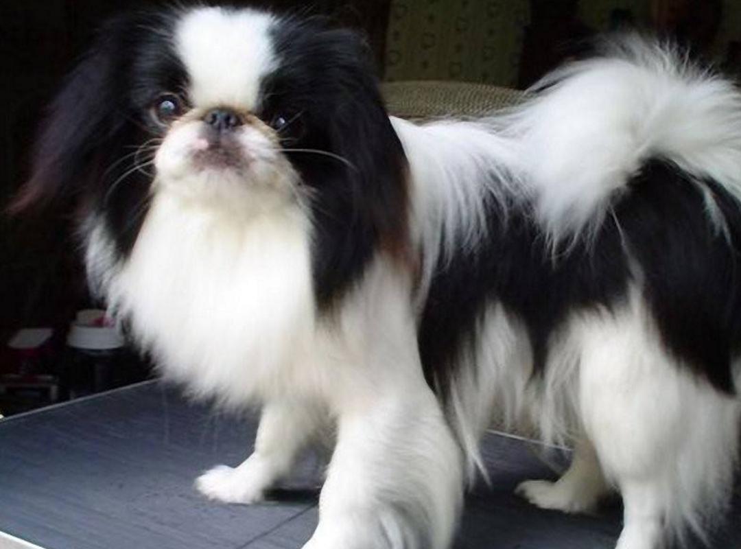 最齐全的狗狗品种介绍及图片,带你了解一下常见狗狗的品种