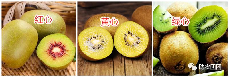 助农产品水果猕猴桃,贵州六盘水红心猕猴桃助农