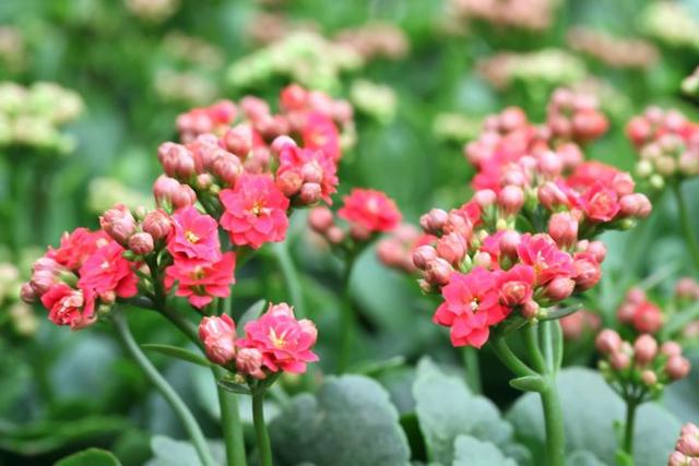 长寿花叶子一碰就掉是怎么回事,长寿花叶子一碰就掉怎么办