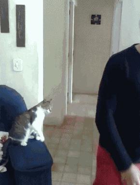 你根本不知道，养只猫有多幸福！